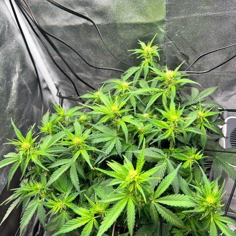 Royal Automatic growlog timeline photo