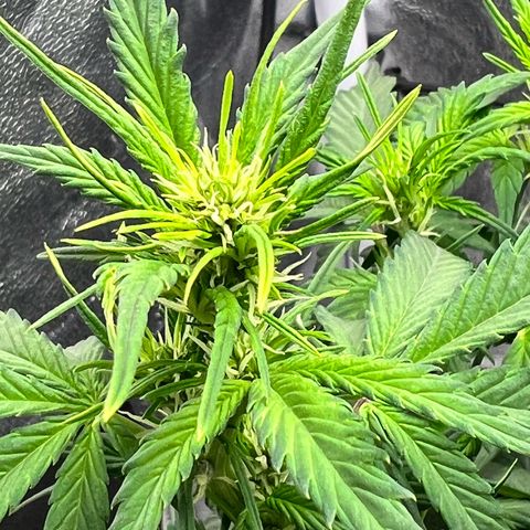 Royal Automatic growlog timeline photo