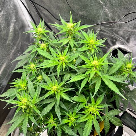 Royal Automatic growlog timeline photo