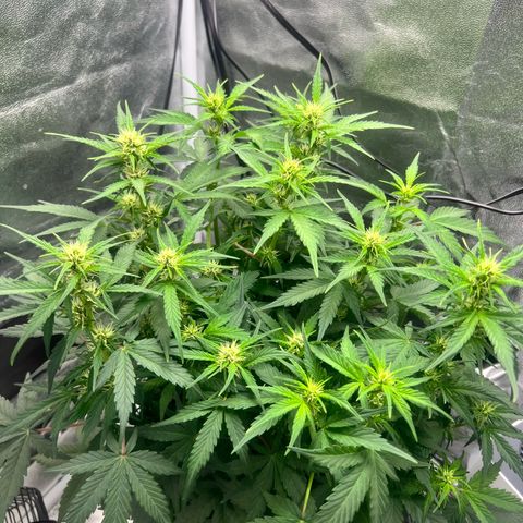 Royal Automatic growlog timeline photo