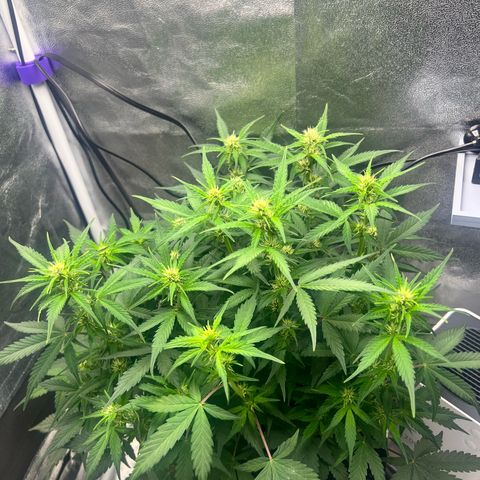 Royal Automatic growlog timeline photo