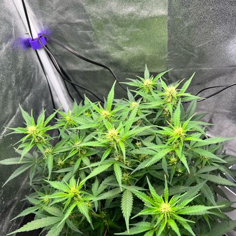 Royal Automatic growlog timeline photo