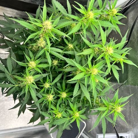 Royal Automatic growlog timeline photo