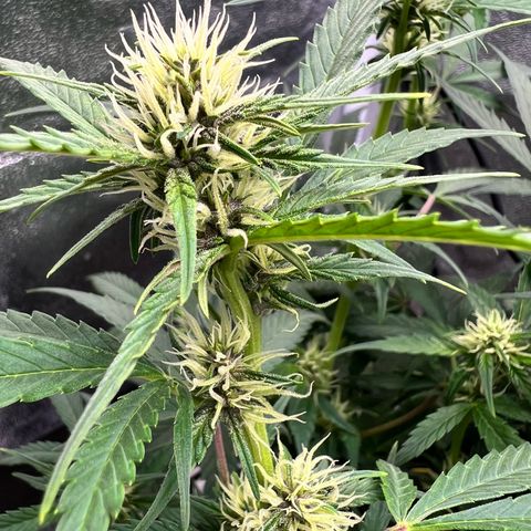 Royal Automatic growlog timeline photo