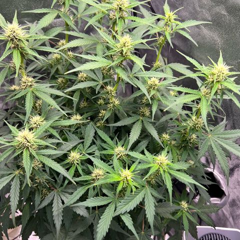 Royal Automatic growlog timeline photo