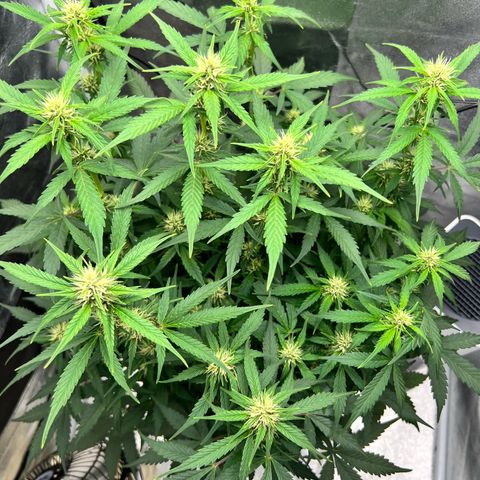 Royal Automatic growlog timeline photo