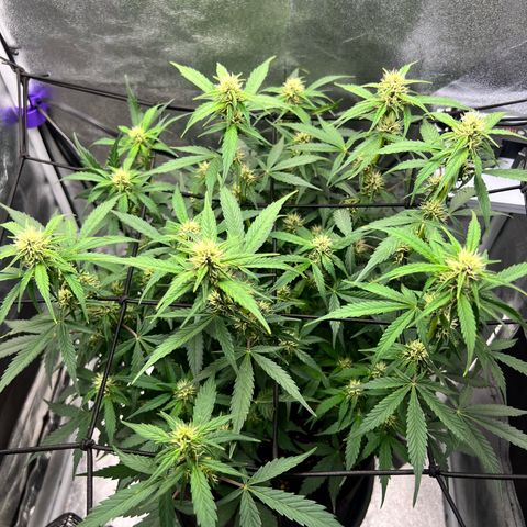 Royal Automatic growlog timeline photo