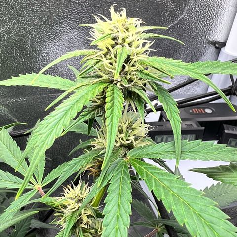 Royal Automatic growlog timeline photo