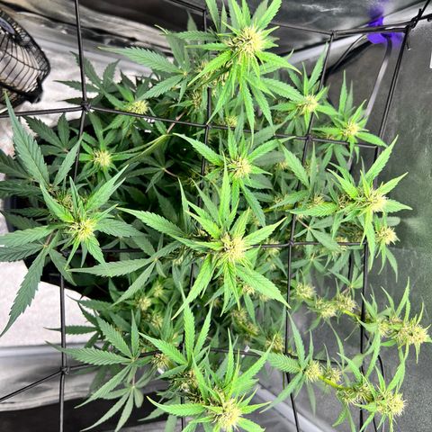Royal Automatic growlog timeline photo