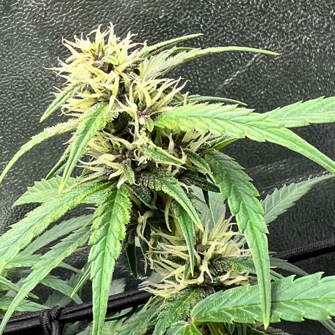 Royal Automatic growlog timeline photo