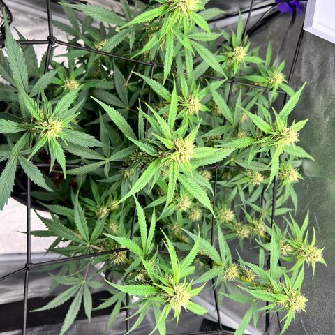 Royal Automatic growlog timeline photo