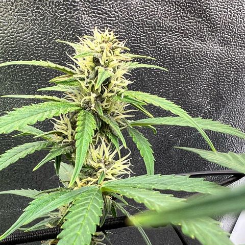 Royal Automatic growlog timeline photo