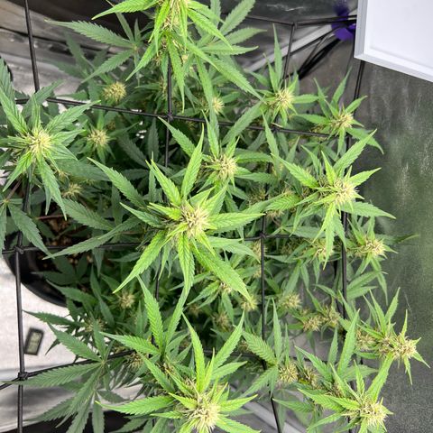 Royal Automatic growlog timeline photo