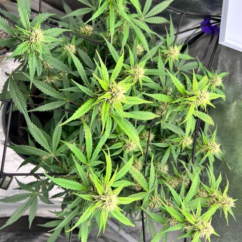 Royal Automatic growlog timeline photo
