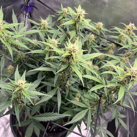 Royal Automatic growlog timeline photo