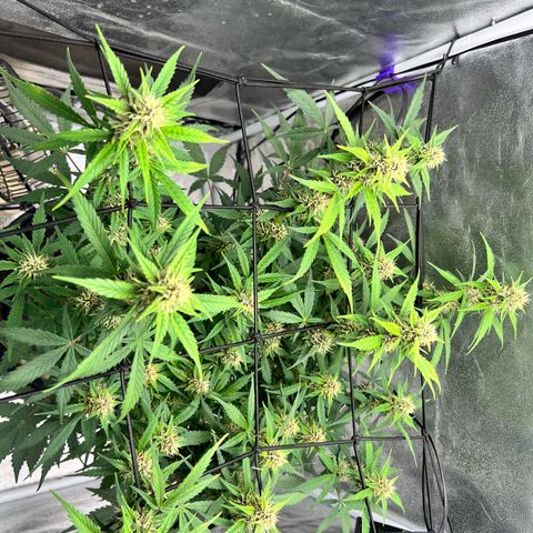 Royal Automatic growlog timeline photo
