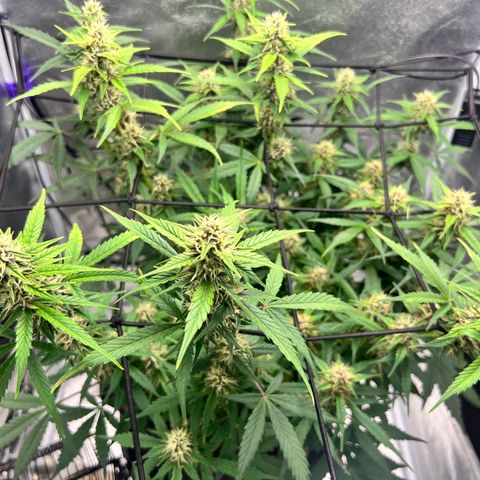 Royal Automatic growlog timeline photo