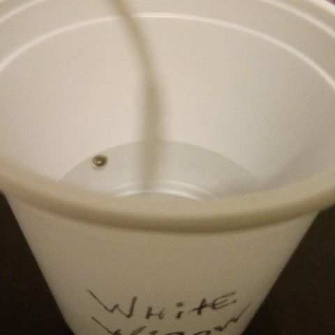 White widow growlog timeline photo