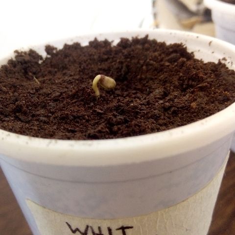 White widow growlog photo: 1 día de trasplante 