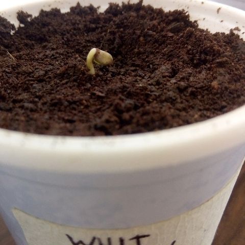 White widow growlog timeline photo