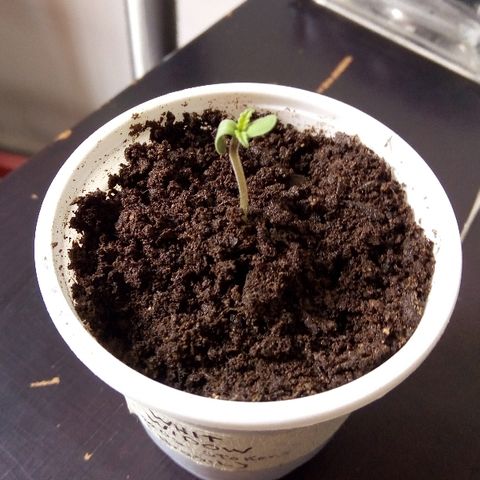 White widow growlog timeline photo