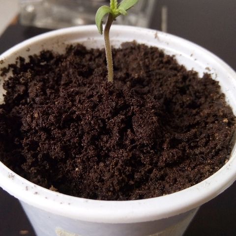 White widow growlog timeline photo