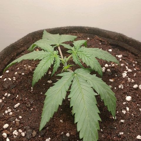 Mafalda growlog photo: Día de transplante y poda apical