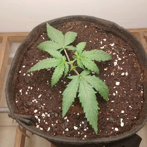 Mafalda growlog timeline photo
