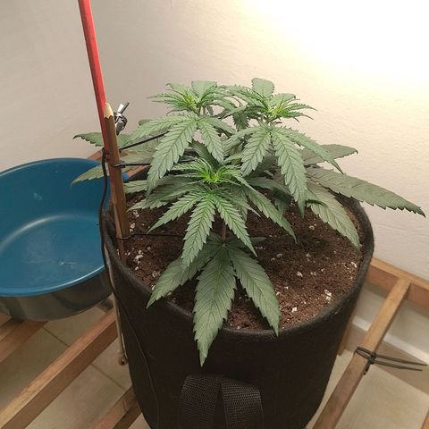 Mafalda growlog photo: ❤️