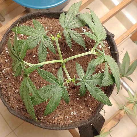 Mafalda growlog photo: Poda apical #2, defoliación de 4hojas de abanico de la parte más baja de la planta 