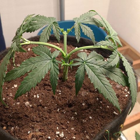 Mafalda growlog photo: Poda apical #2, defoliación de 4hojas de abanico de la parte más baja de la planta 