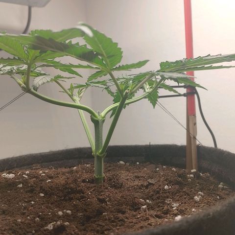 Mafalda growlog timeline photo