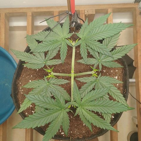 Mafalda growlog photo: Día posterior a la poda❤️