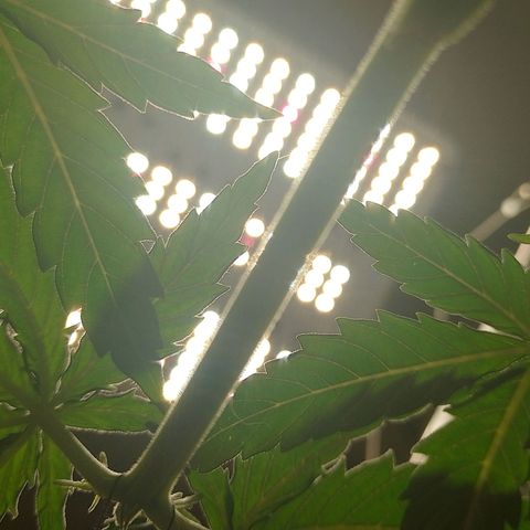 Mafalda growlog timeline photo
