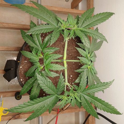 Mafalda growlog photo: Hachibi❤️