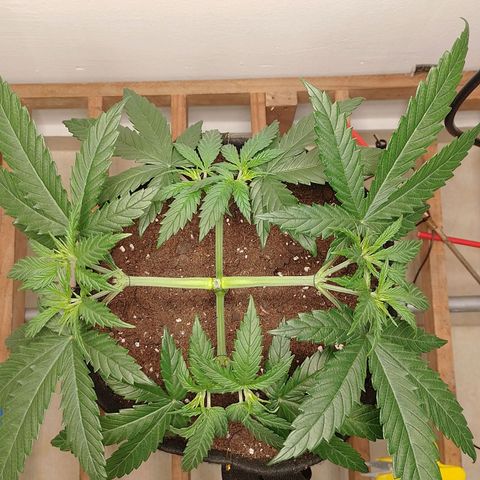 Mafalda growlog photo: Hachibi❤️