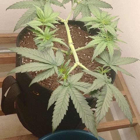 Mafalda growlog photo: 12 puntas❤️