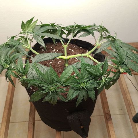 Mafalda growlog photo: Apical y lst, una obra de arte🎨