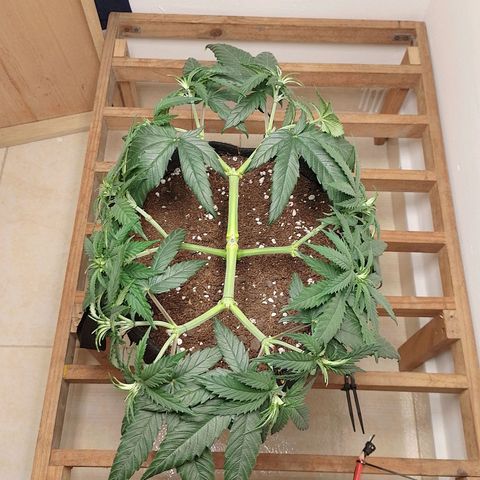 Mafalda growlog photo: Apical y lst, una obra de arte🎨
