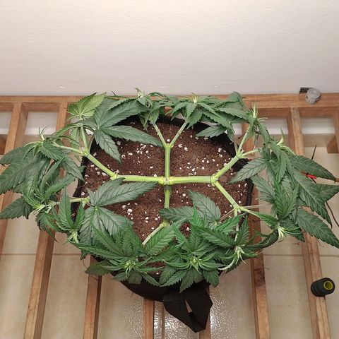 Mafalda growlog photo: Apical y lst, una obra de arte🎨