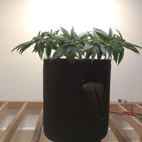 Mafalda growlog photo: Apical y lst, una obra de arte🎨
