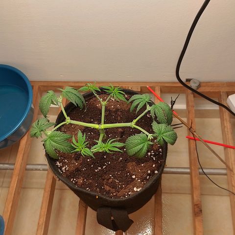 Mafalda growlog photo: Tercera poda apical, solamente aplicada a las ramas superiores (4) generando así en total 12 puntas