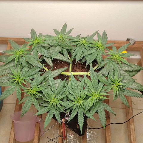 Mafalda growlog photo: Las 12 puntas generadas con la poda apical de hace dos semanas ❤️, pero de estatura pocon pocon 😬