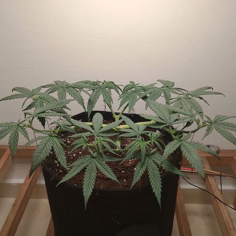 Mafalda growlog photo: Cuarta poda apical, se podaron todas las ramas, generando así 24 colas, con las cuales vamos a implementar malla en máximo dos semanas