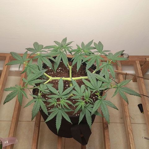 Mafalda growlog photo: Cuarta poda apical, se podaron todas las ramas, generando así 24 colas, con las cuales vamos a implementar malla en máximo dos semanas