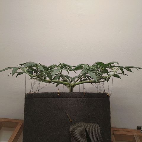 Mafalda growlog photo: Cuarta poda apical, se podaron todas las ramas, generando así 24 colas, con las cuales vamos a implementar malla en máximo dos semanas