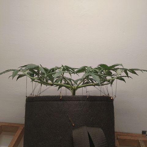 Mafalda growlog timeline photo