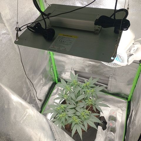Mafalda growlog photo: Implementación de carpa 60*60*140