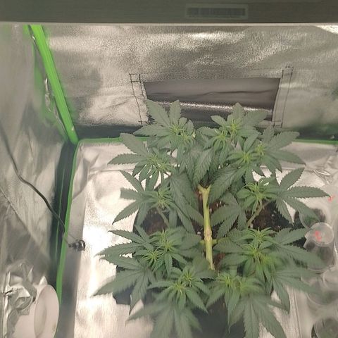 Mafalda growlog photo: Implementación de carpa 60*60*140