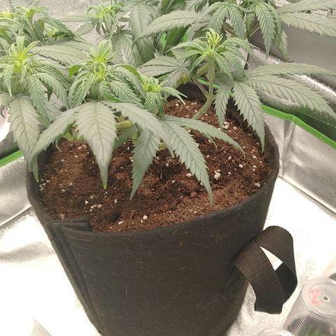 Mafalda growlog photo: Implementación de carpa 60*60*140